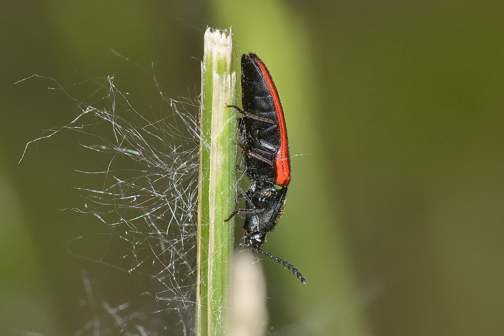 Ampedus sp. (Elateridae)